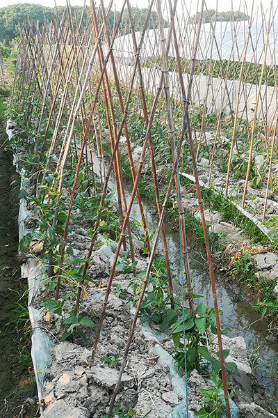 bamboo cane for plant supporting 4