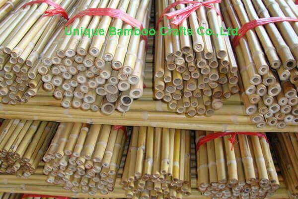 bamboo cane 3