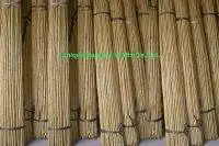 bamboo cane 4