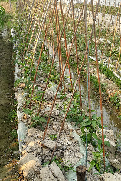 bamboo cane for plant supporting 1