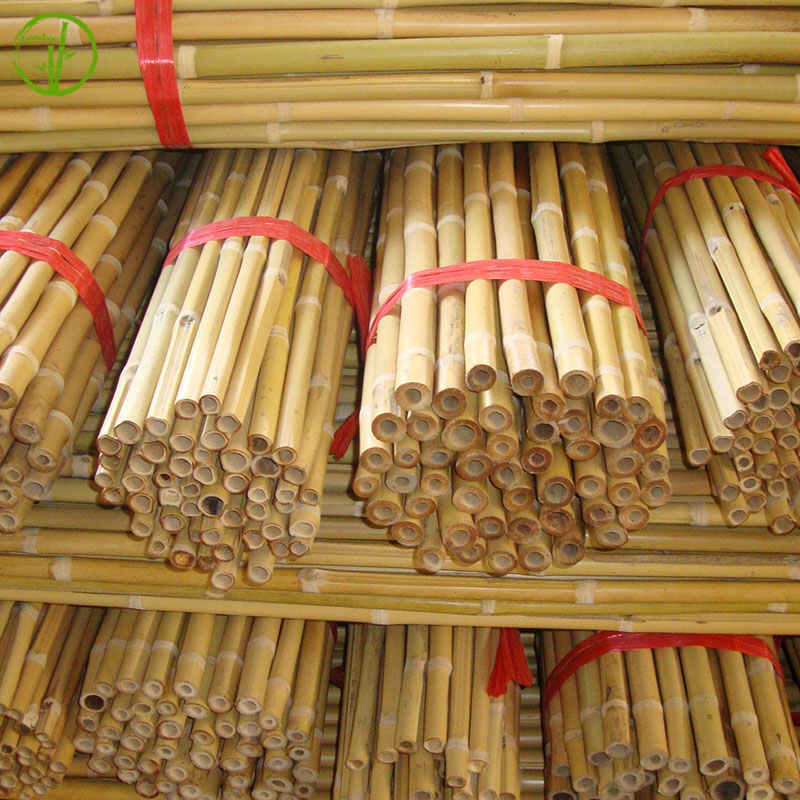dry bamboo canes for farm and garden plant supporting