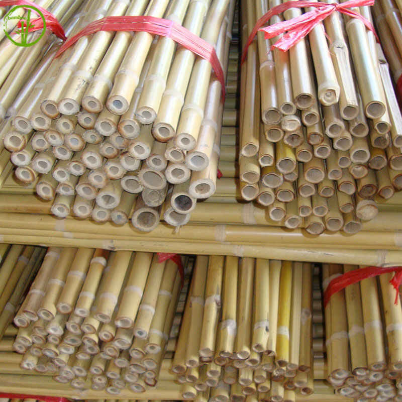 straight and dry bamboo cane for plant supporting