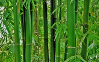 bamboo pole-1