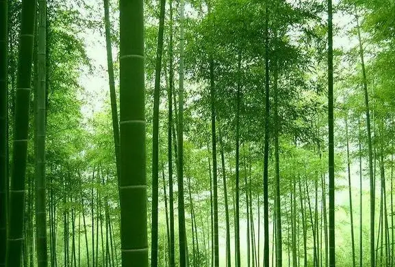 bamboo