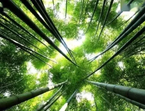 How many kinds of bamboo are there in the world?