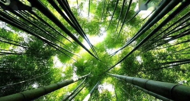 How many kinds of bamboo are there in the world?