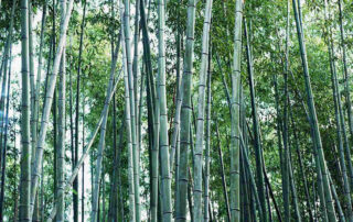 bamboo forest