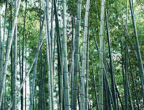 Bamboo vs. Wood: 5 Reasons Why Bamboo Products Are the Sustainable Choice