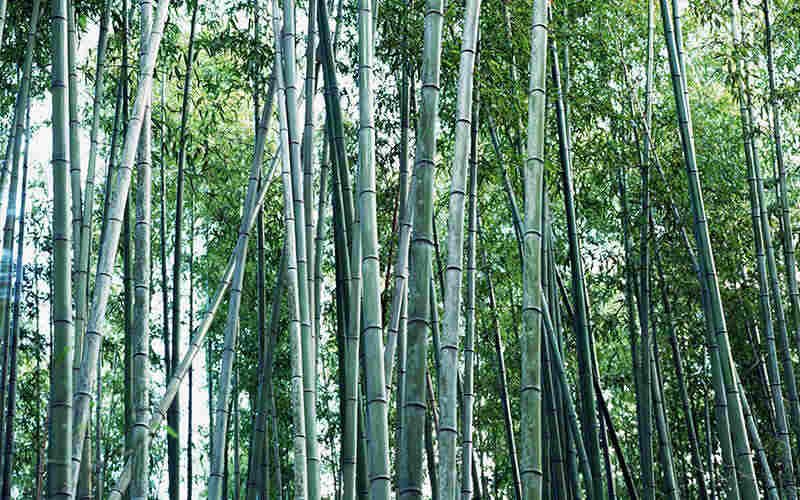 bamboo forest