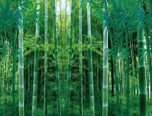 The Global Distribution and Multiple-use of Bamboo