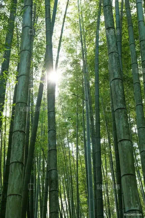 bamboo forest_2