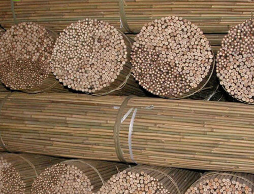Why Bamboo Cane is Agriculture’s Most Versatile and Sustainable Ally