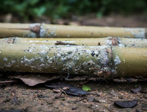 How to prevent bamboo canes from getting moldy?