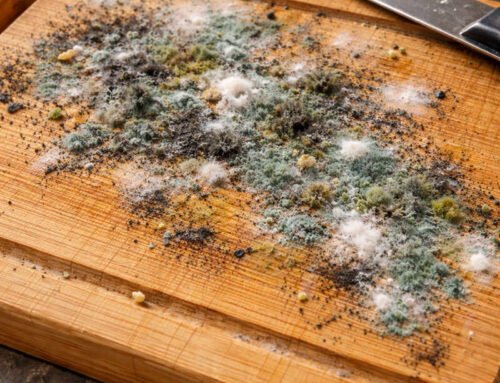 Complete guide to preventing mold on bamboo cutting board